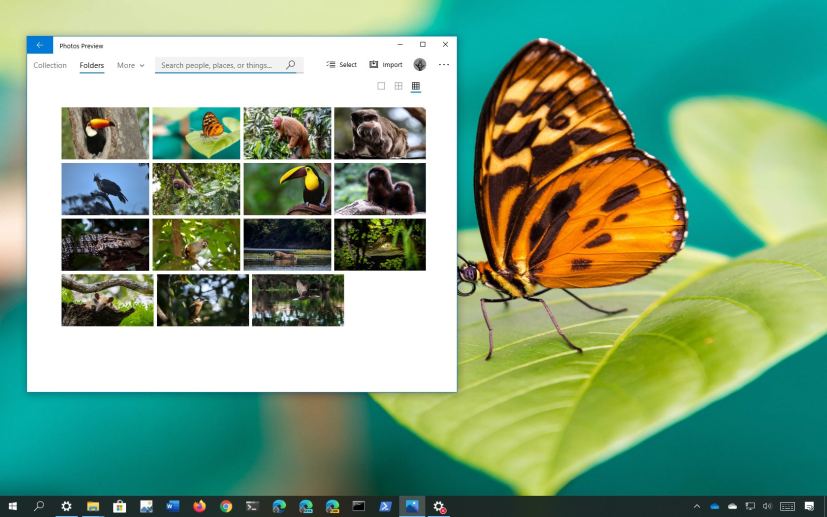 Amazon Wildlife theme for Windows 10