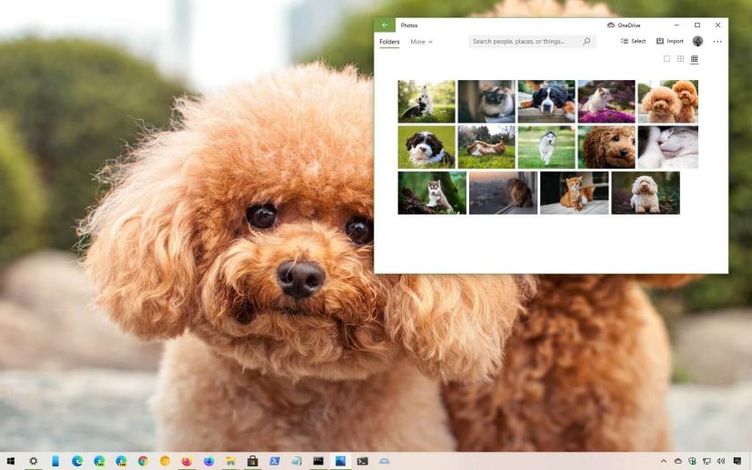 Dogs and Cats theme for Windows 10