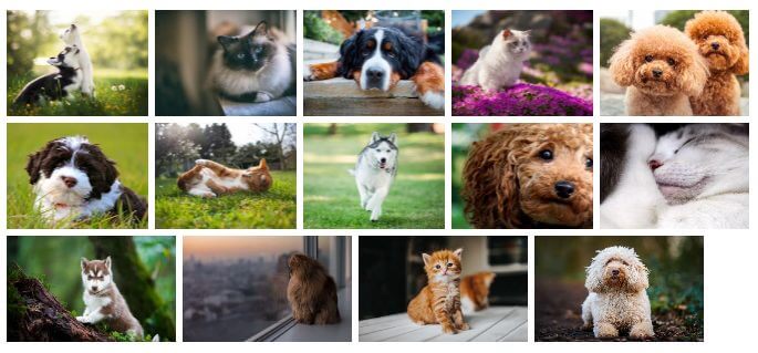 Dogs and Cats wallpaper sample