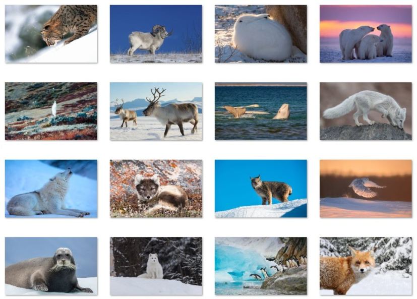 Polar Animals